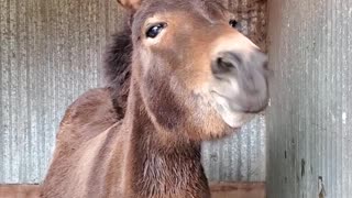 Teeter the Mini Mule Can't Stop Smiling