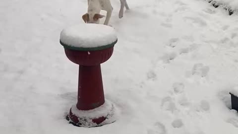 Puppy developed a attitude problem from a snowfall