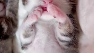Little babby cat so cute baby ☺