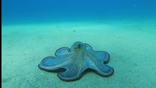Octopus Glides Along Ocean Floor