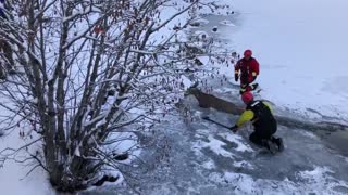 Fire department crew rescues deer from frozen lake