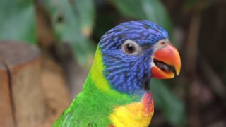 beautiful parrot song