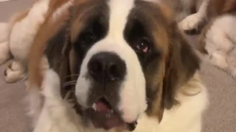 Saint Bernard puppy refuses to go to bed