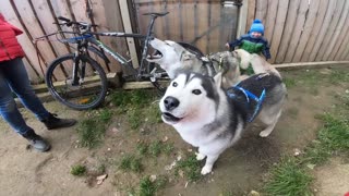 These Huskies Have Strong Feelings