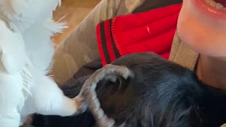 Parrot Meets Puppy for the First Time