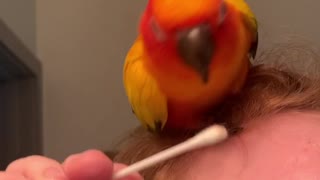 Parrot Steals his Mom's Q-Tip