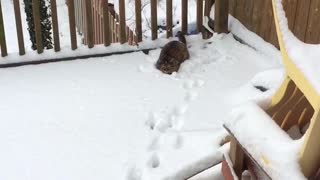 Cat Trying To Catch Snowballs