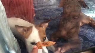 Puppies Want the Wing