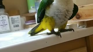 Parrot asserting his masculine dominance