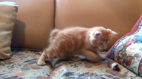 Little Kitten Twiddling With His Toy Mouse