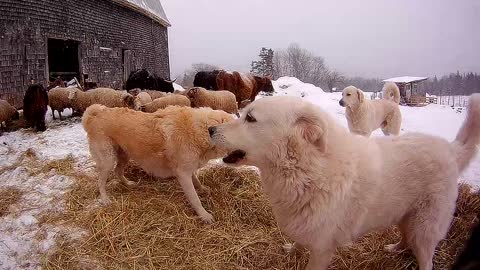 Guard dogs play in hay meant for sheep and cattle