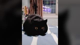 Funny black cat with big eyes.