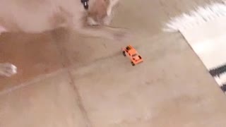 Puppy pitbull so curious with this hot wheel 🤪