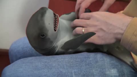 Baby shark likes to tickle