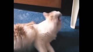 Funny cat gets scared