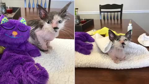 Everyone gave up on this poor little kitten, but then… Watch the amazing transformation, WOW.