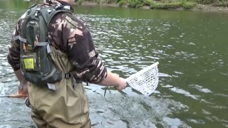 Pine Creek Dry Fly Fishing 2016