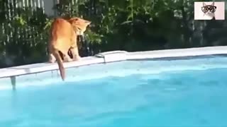 Ilary cats falling into the water