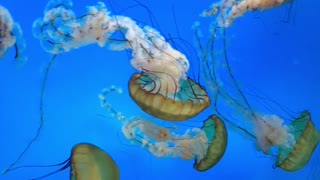 Amazing Jelly fish