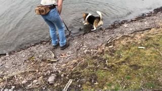 Water Beagle