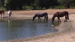A group of beautiful horses drink from the lake water