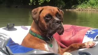 Dog Relaxes While Floating the River