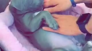 Pitbull puppy belly rubs