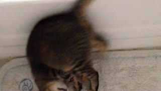 Cat doing a somersault for owner