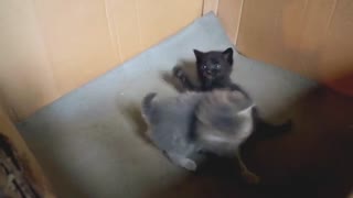 fun kittens