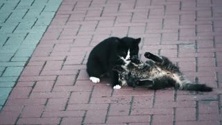 Cats playing together on street