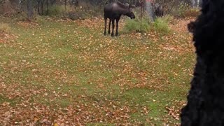 Close Encounter With Moose Family Walking to Backyard