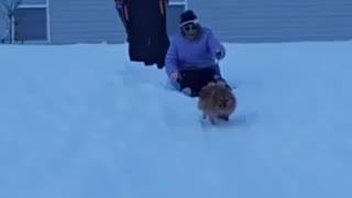 Pomeranian Goes Sledding