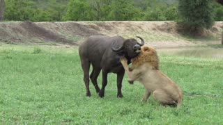 Fearless Male Lion attacks Buffalo Herd, ALONE!! V RARE VIDEO