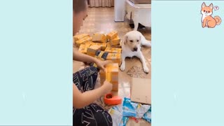 Compilation of Dog Funny Video