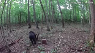Adolescent black bear