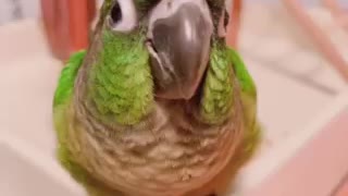 Parrot Escaping