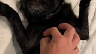 Sleepy Pug loves belly rubs - gets angry