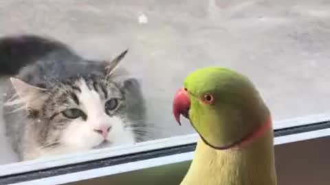 Parrot Playing Peek A Boo with a cat