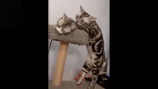 Extremely cute cats