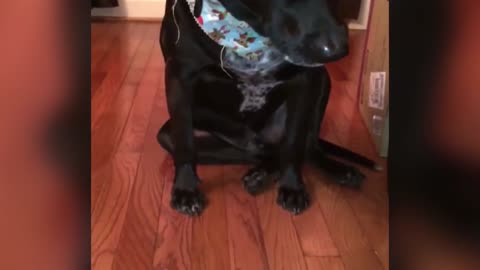 Guilty Dog Found A Snack