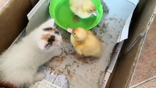 Ducklings get unexpected visit from kitten, instantly become friends