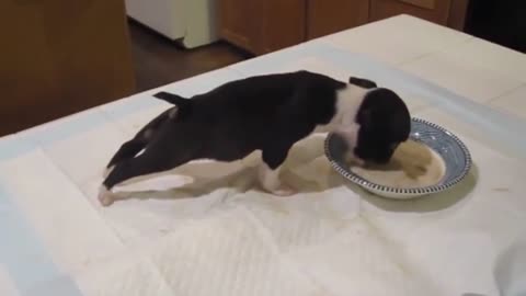 Tiny puppy was eating his meal, but don’t take your eyes off his little legs