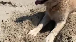 Golden Curious About Sand Crab