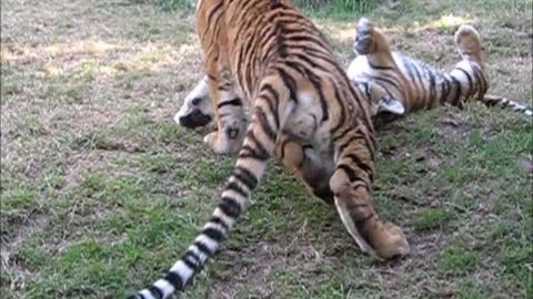 Siberian tiger cubs enjoy playtime together