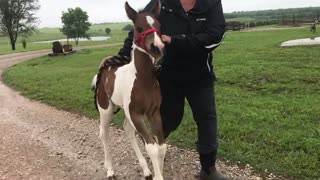 Happy Foal Missed her Momma