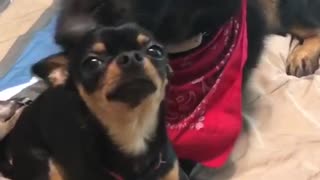 Chihuahua and German Shepherd dog buddies