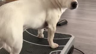 Doggo Standing on Vibration Board