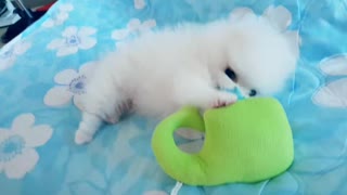 Puppy playing with a doll