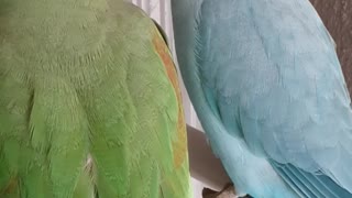 Talking parrots being cute