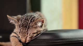 kitten taking a nap